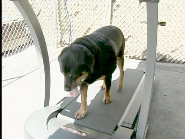 Hundehviskeren - Nicki