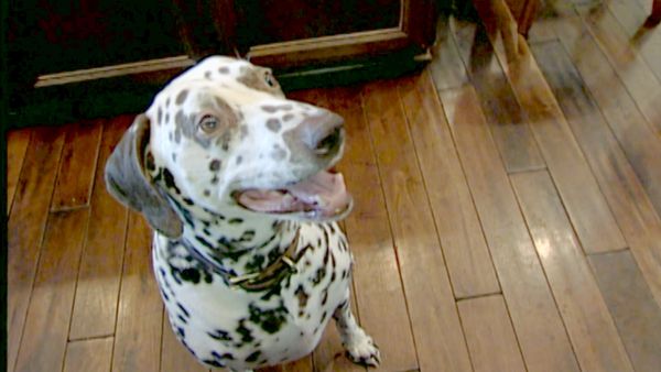Hundehviskeren - Scrawny & Lola