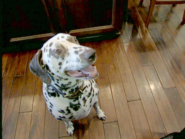 Hundehviskeren - Scrawny & Lola