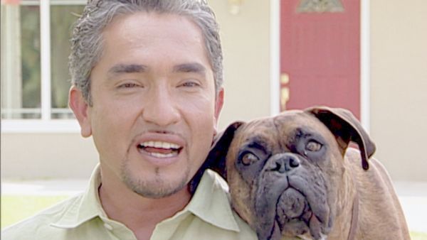 Hundehviskeren - Coach & Sueki
