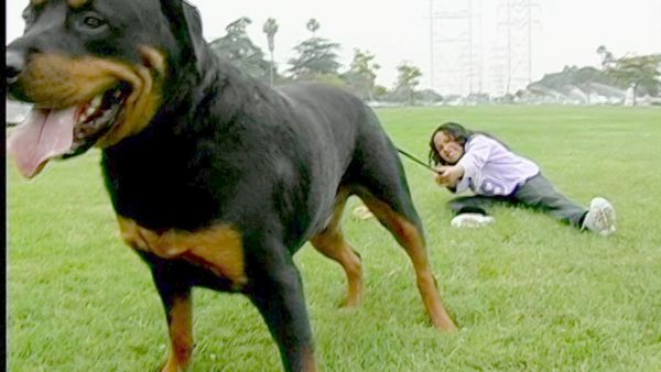 Hundehviskeren - Jake & King