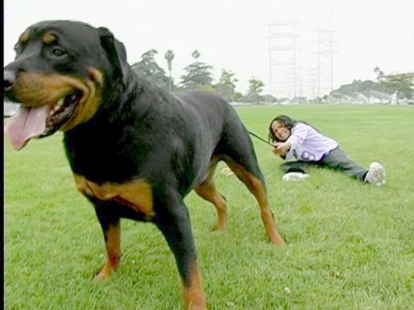 Hundehviskeren - Jake & King