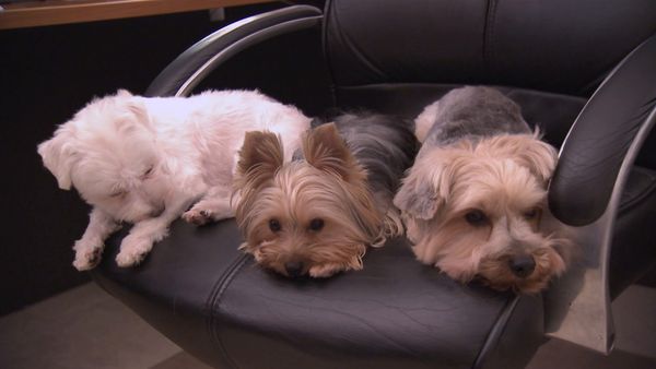 Hundehviskeren - Seven, Macy, and Lex