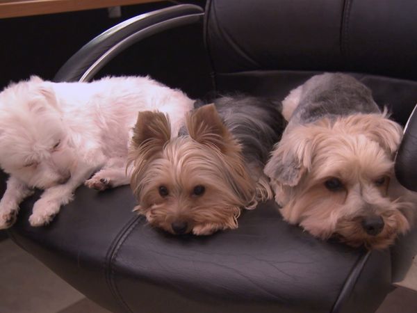 Hundehviskeren - Seven, Macy, and Lex