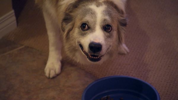 Hundehviskeren - Snickers and Maury