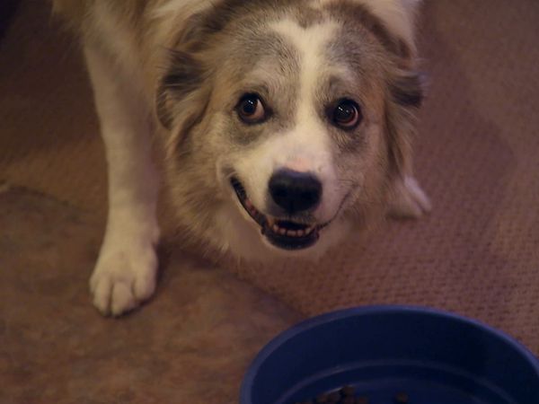Hundehviskeren - Snickers and Maury