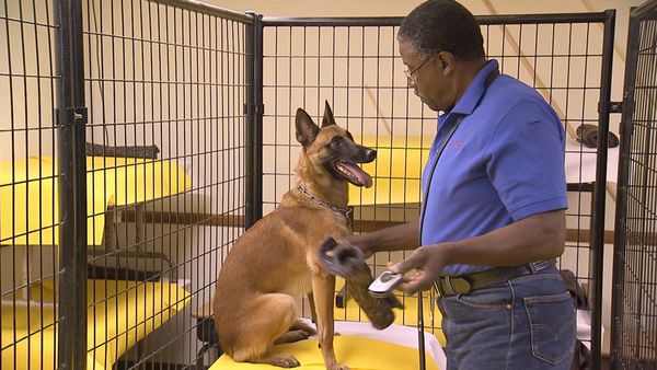 Hundehviskeren - Viper and Diesel