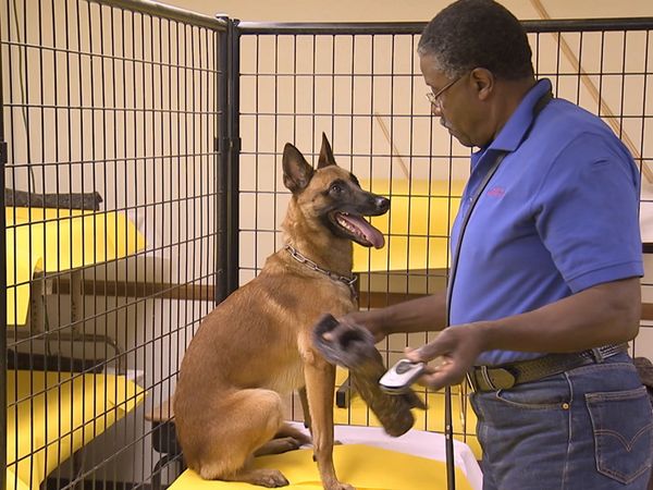 Hundehviskeren - Viper and Diesel