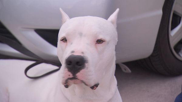 Hundehviskeren - Diego and Berkeley