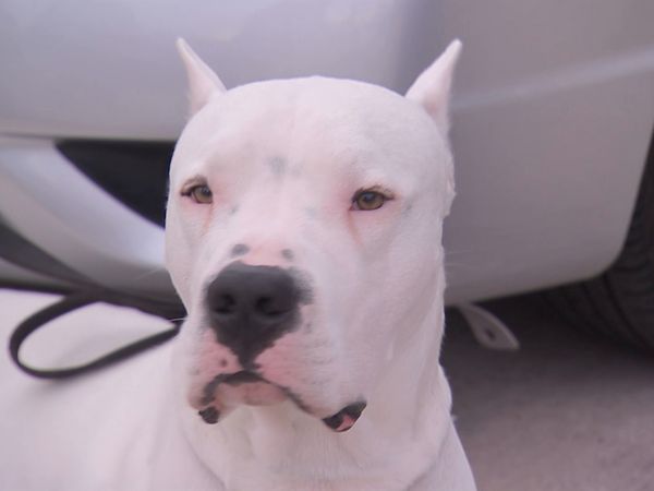 Hundehviskeren - Diego and Berkeley