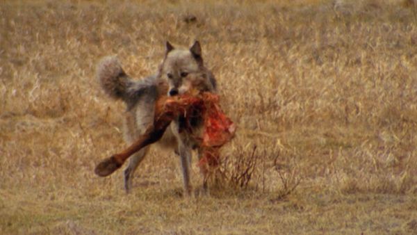 Hundehviskeren - Wolf-Dogs: Out of the Wild