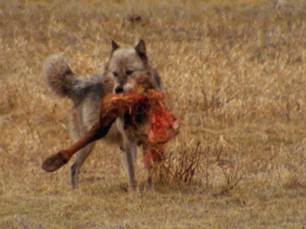 Hundehviskeren - Wolf-Dogs: Out of the Wild