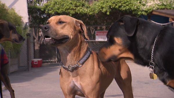 Hundehviskeren - Blackjack & Memphis