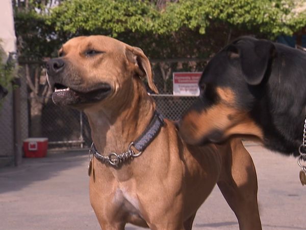 Hundehviskeren - Blackjack & Memphis