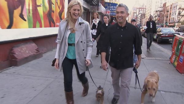 Hundehviskeren - Tyson, Moose, and Rylie & Tucker