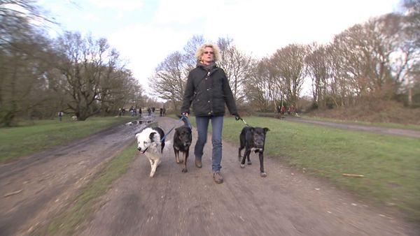 Hundehviskeren - UK Special 2
