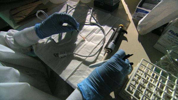 Forensic Files - Luci Spente