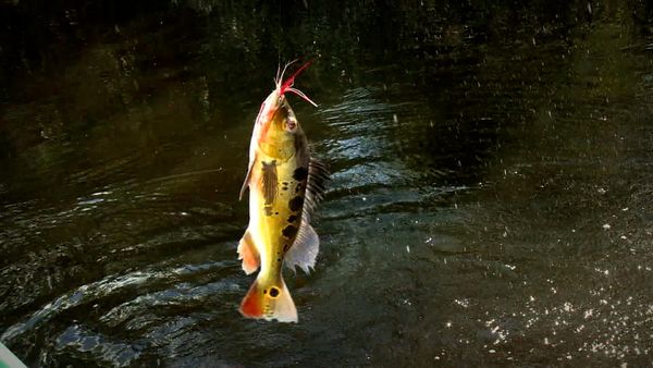 Monster Fish - AMZ PEACOCK
