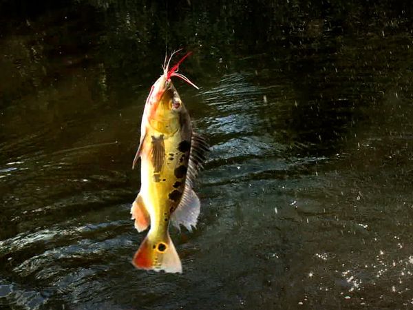 Monster Fish - AMZ PEACOCK