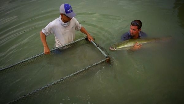 Monster Fish - THAILAND 3