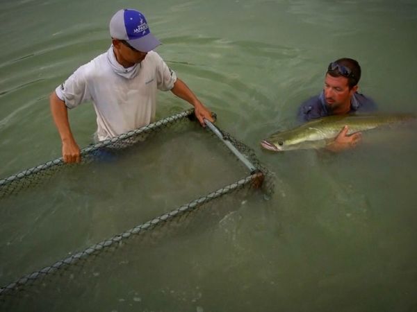 Monster Fish - THAILAND 3