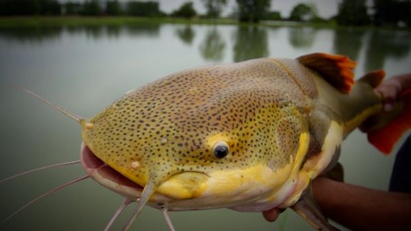 Monster Fish - THAILAND 2