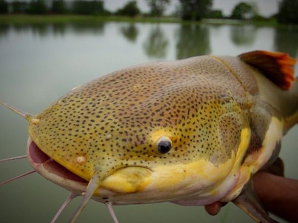 Monster Fish - THAILAND 2