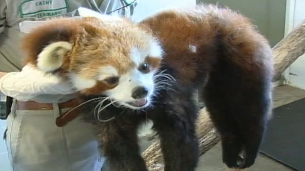 Zoo Diaries - Episode 13
