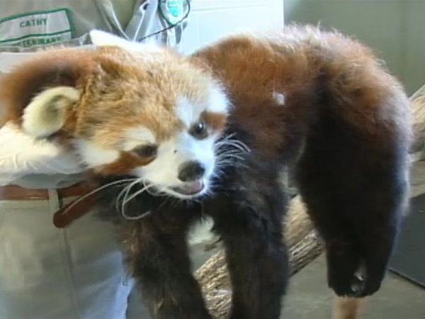 Zoo Diaries - Episode 13