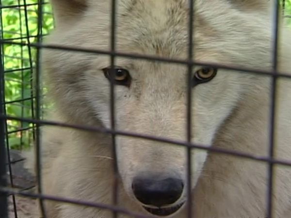 Zoo Diaries - Episode 12