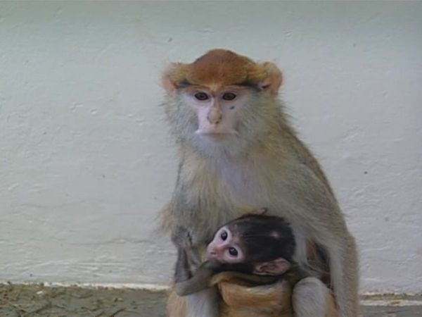 Zoo Diaries - Episode 11