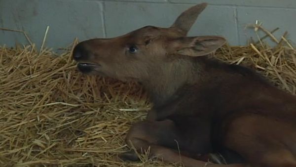 Zoo Diaries - Episode 13