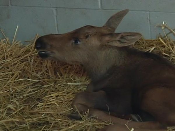 Zoo Diaries - Episode 13