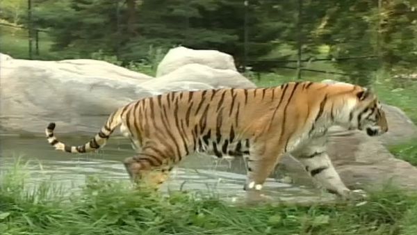 Zoo Diaries - Episode 07