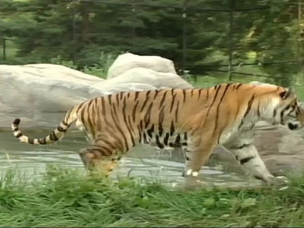 Zoo Diaries - Episode 07