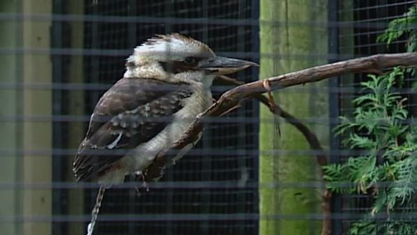 Zoo Diaries - Episode 07