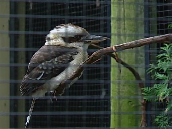 Zoo Diaries - Episode 07