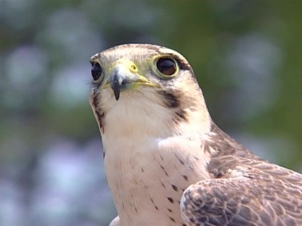 Zoo Diaries - Episode 07