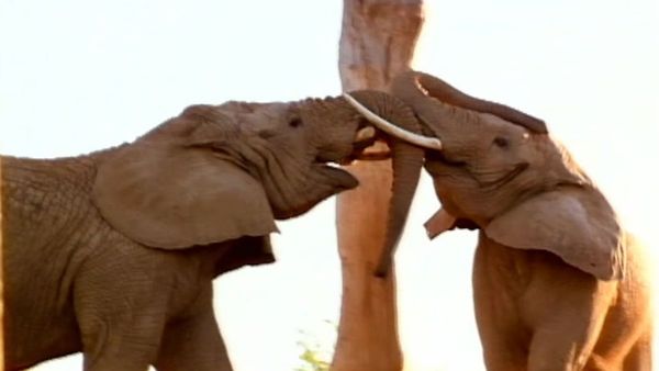 Zoo Diaries - Episode 01