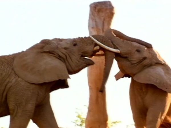 Zoo Diaries - Episode 01