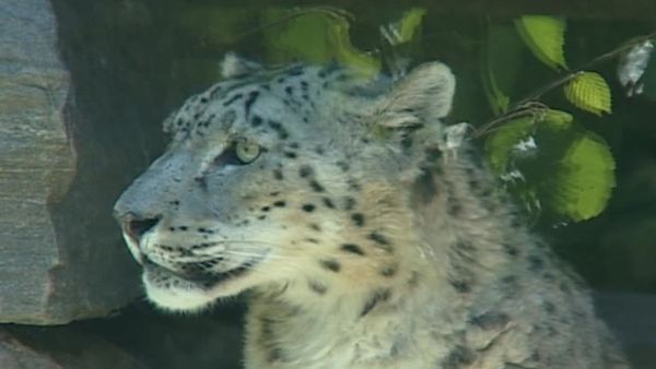 Zoo Diaries - Episode 02