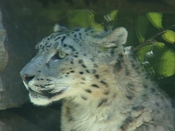 Zoo Diaries - Episode 02