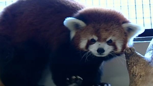 Zoo Diaries - Episode 02