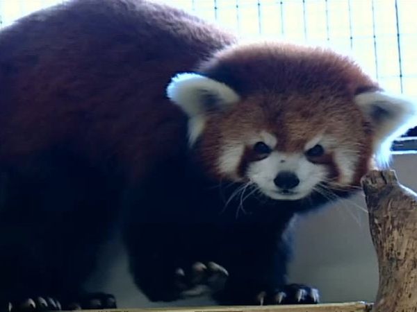 Zoo Diaries - Episode 02