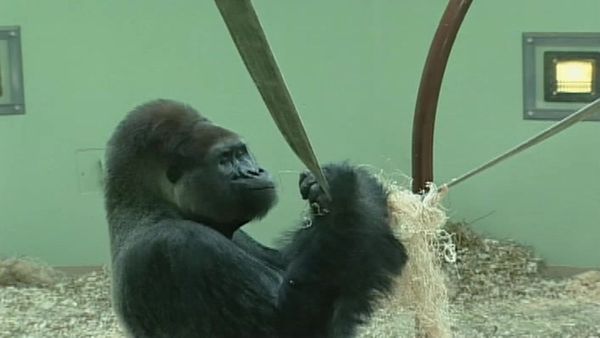 Zoo Diaries - Episode 01