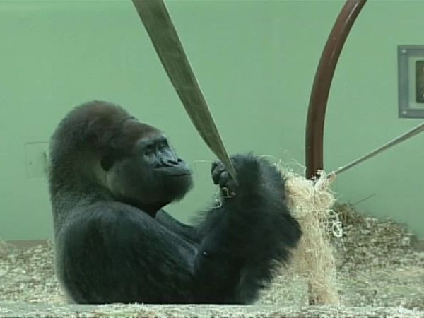 Zoo Diaries - Episode 01