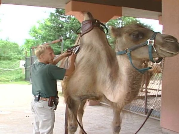 Zoo Diaries - Episode 03