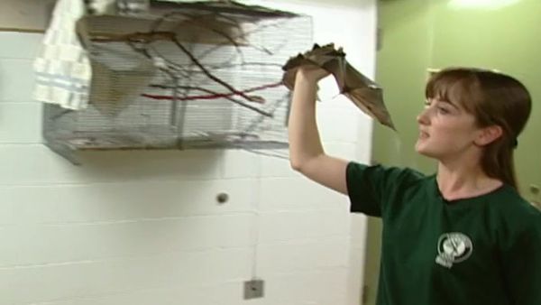 Zoo Diaries - Episode 04