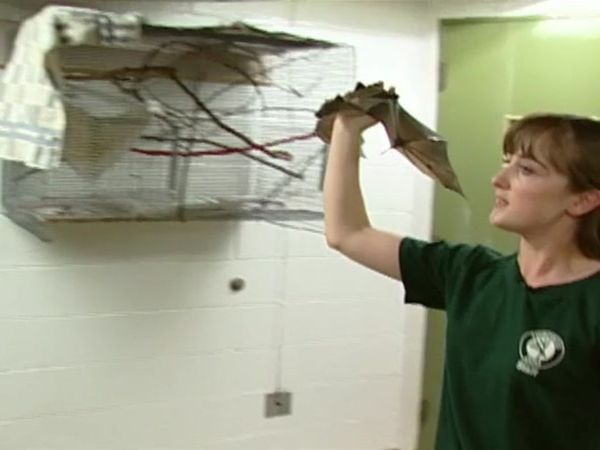 Zoo Diaries - Episode 04