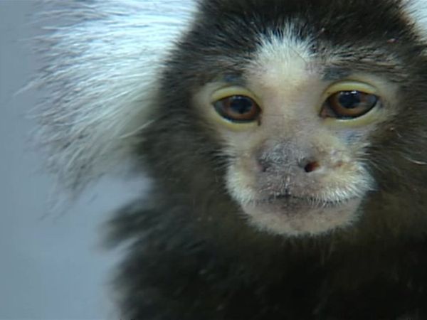 Zoo Diaries - Episode 04